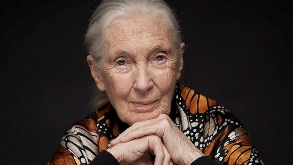 TG Schlaglicht: Jane Goodall Legacy Foundation